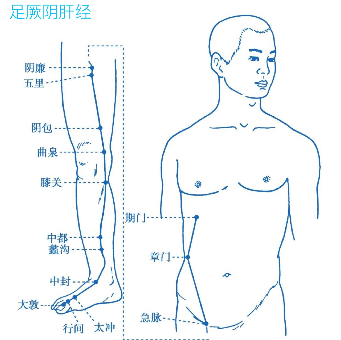 足厥阴肝经 - 十二经脉之一，主疏泄调节气机